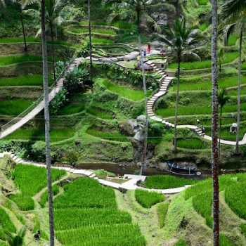 ubud ricefields