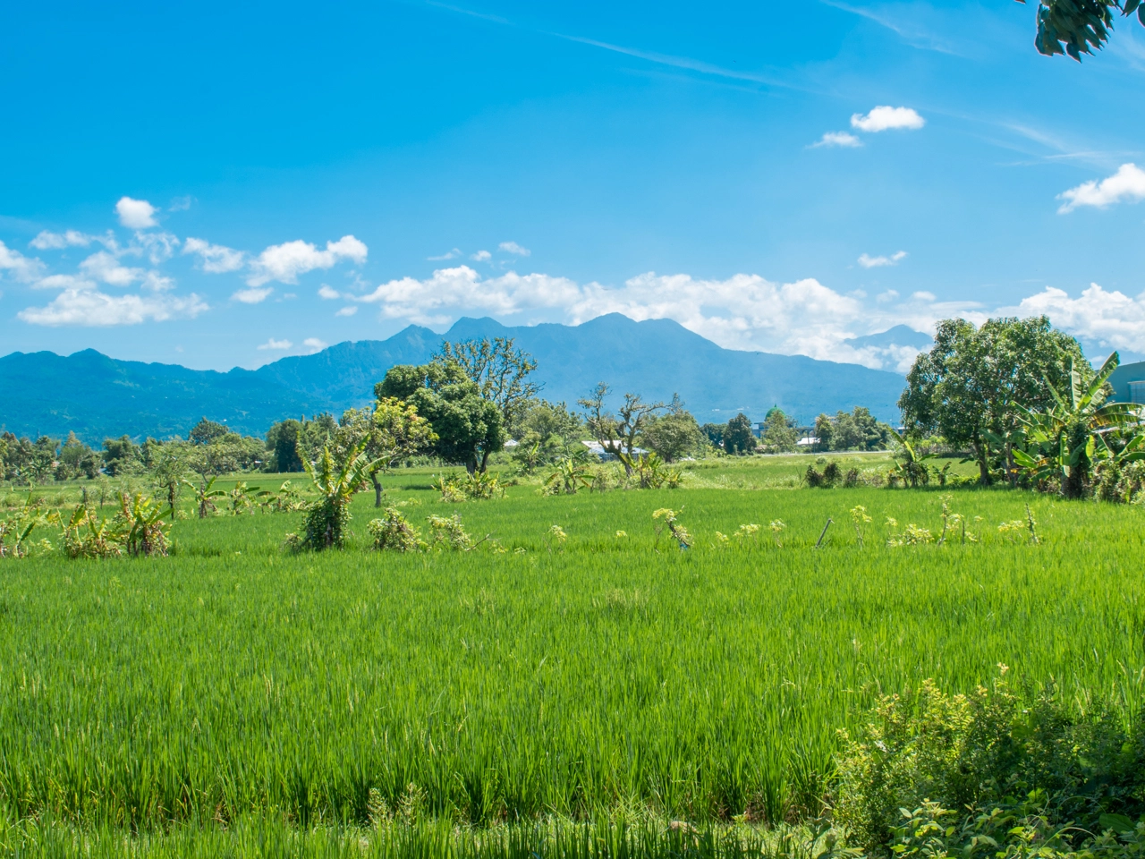 bali rice fields