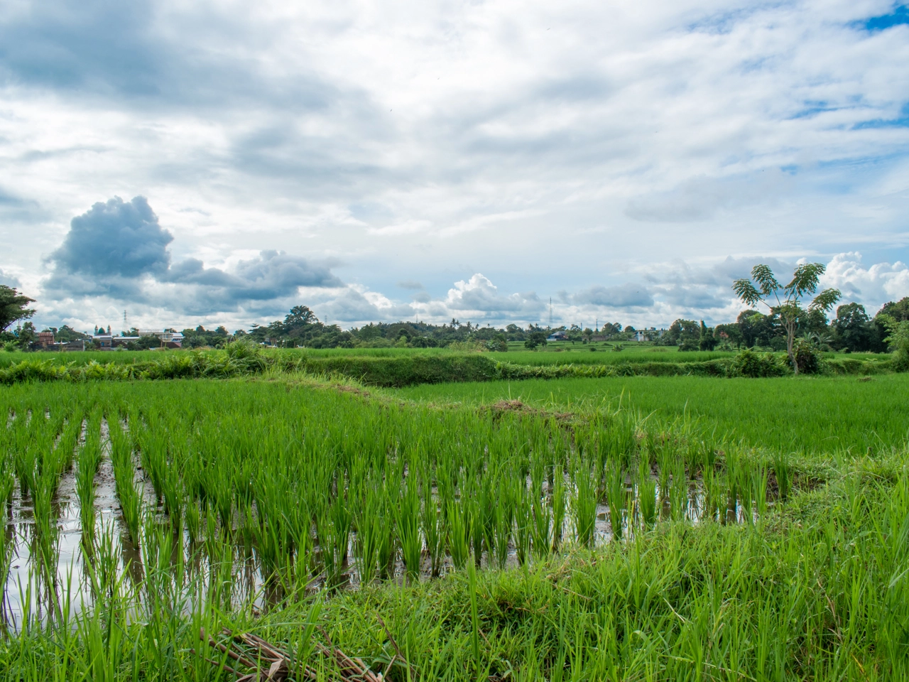 rice fields in ubud